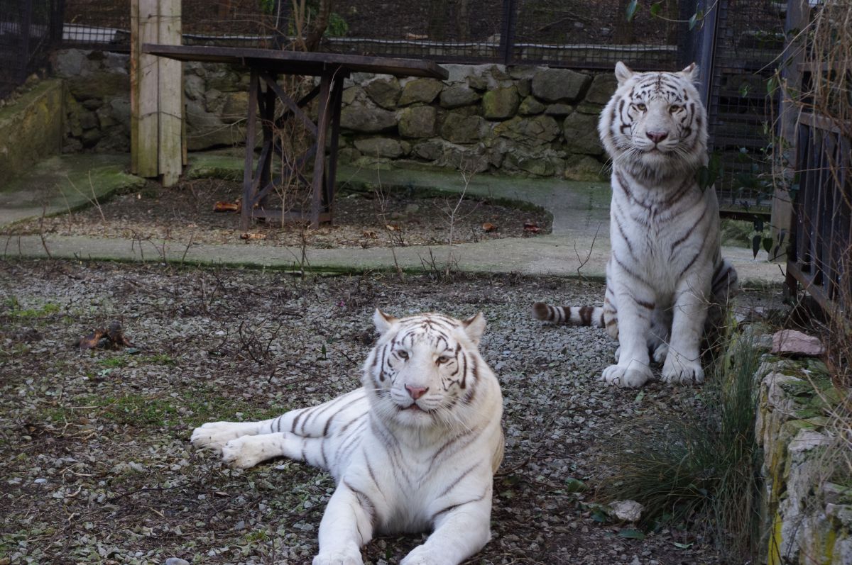 белые тигры в вольере